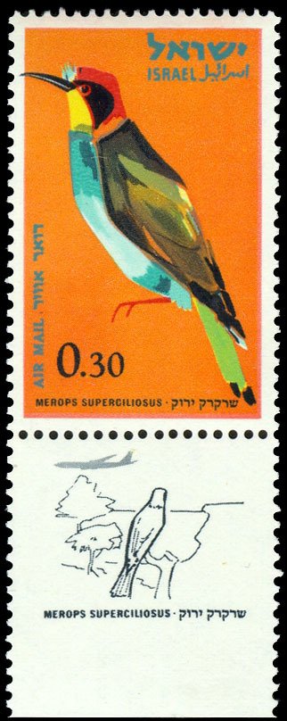 European Bee-eater (Merops apiaster)
