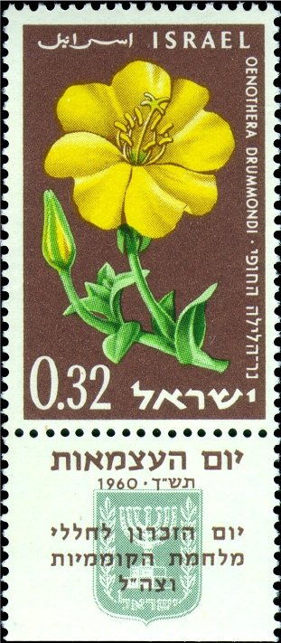 Evening Primrose (Oenothera drummondii)