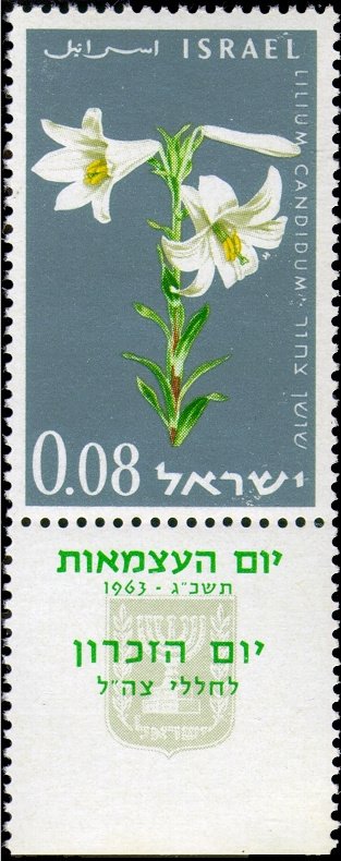 Madonna Lily (Lilium candidum)