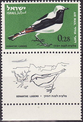 Mourning Wheatear (Oenanthe lugens)