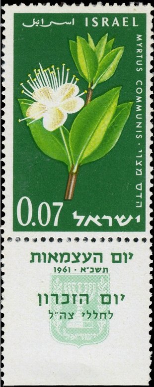 Myrtle (Myrtus communis)