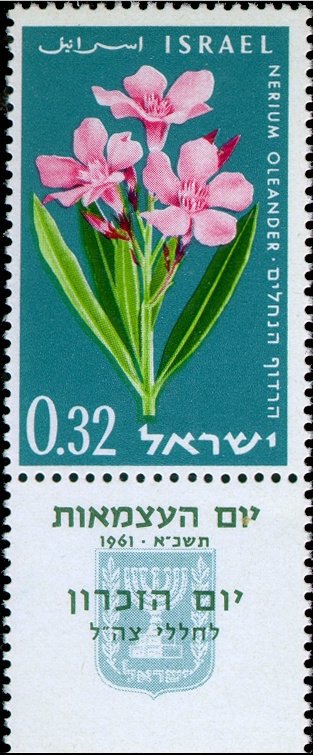 Oleander (Nerium oleander)