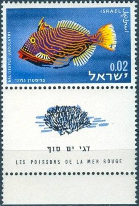 Orange-lined Triggerfish (Balistapus undulatus)