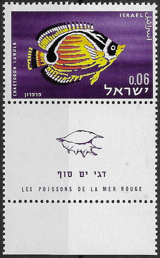 Raccoon Butterflyfish (Chaetodon lunula)