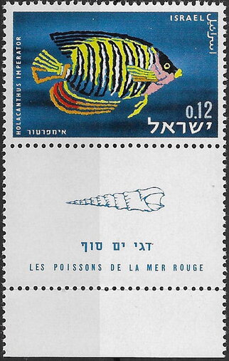 Royal Angelfish (Holacanthus imperator)