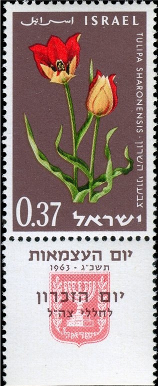 Sharon Tulips (Tulipa sharonensis)