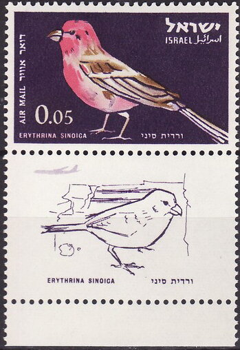 Sinai Rosefinch (Carpodacus synoicus)