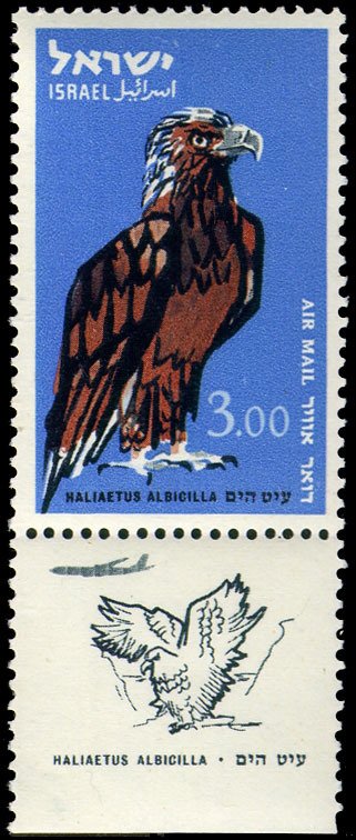 White-tailed Eagle (Haliaeetus albicilla)