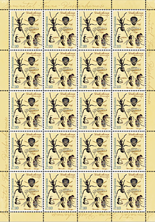 Alpine Silver Ant (Formica selysi)