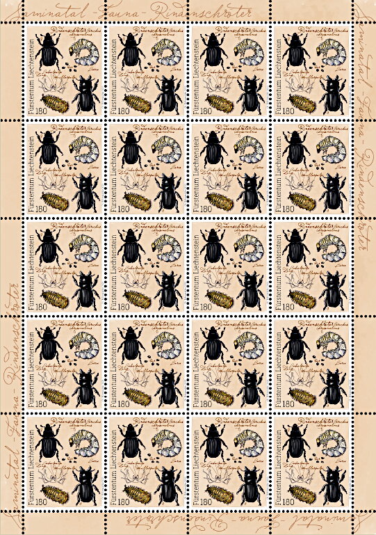 Ceruchus Beetle (Ceruchus chrysomelinus)