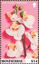 Boat Orchid (Cymbidium)