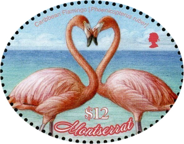 Caribbean Flamingo (Phoenicopterus ruber)