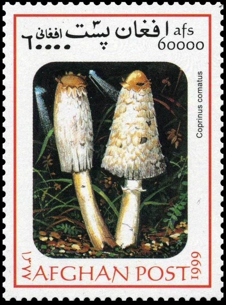 Coprinus comatus