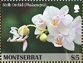 Moth Orchid (Phalaenopsis)