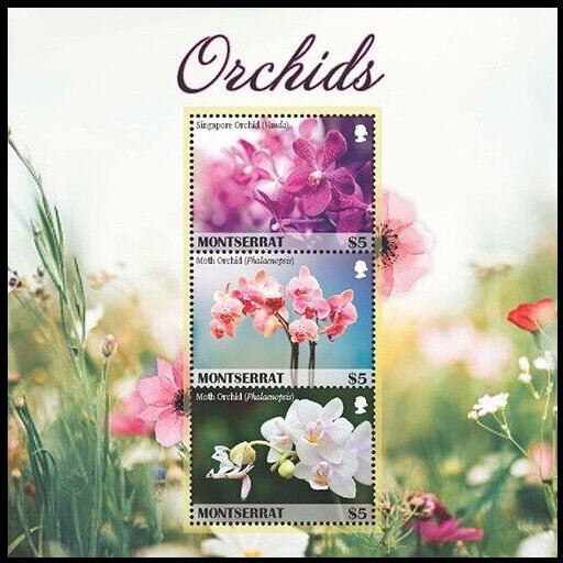 Orchids