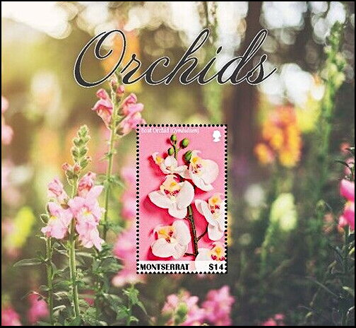 Orchids