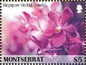Singapore Orchid (Vanda)