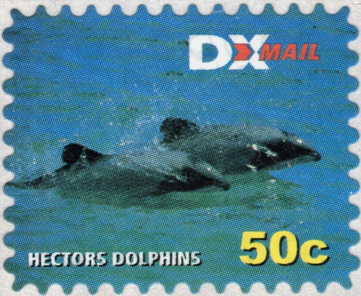Hector's Dolphin (Cephalorhynchus hectori)