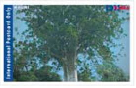 Stamp, Kauri Tree, Personalized and Private Mail Stamps,  , Plants (Flora), Trees