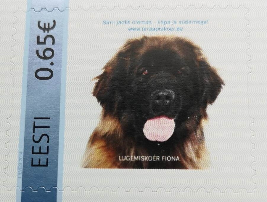 Teraapiakoer Fiona