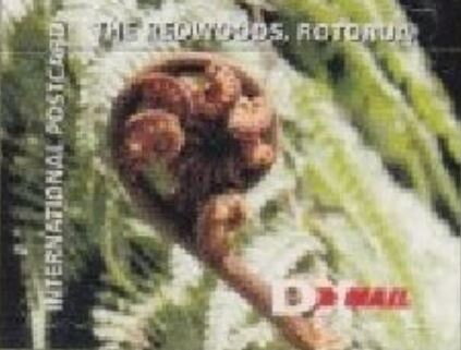 The Redwoods Rotorua - Fern Frond
