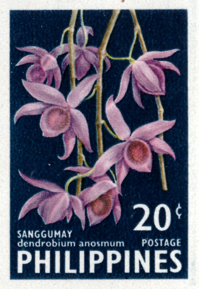 Dendrobium anosmum
