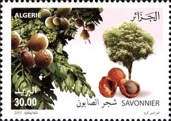 Stamp, Golden Rain tree, Algeria,  , Trees, International Years