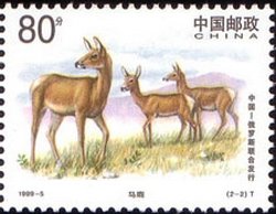 Stamp, Manchurian Wapiti (Cervus elaphus xanthopygus), China, People's Republic,  , Joint Issues, Deer