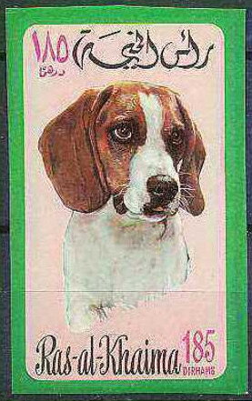 Beagle (Canis lupus familiaris)