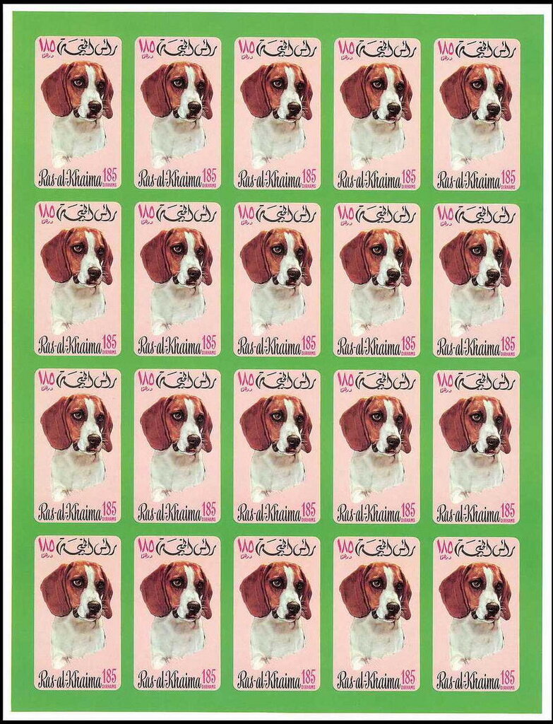Beagle (Canis lupus familiaris)