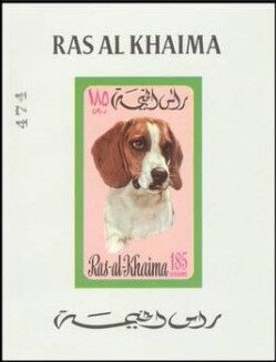 Beagle (Canis lupus familiaris)