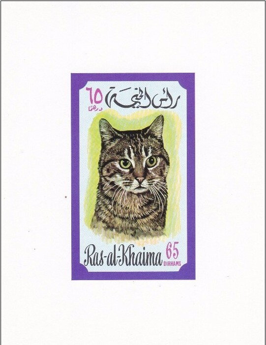 Cat (Felis silvestris catus)