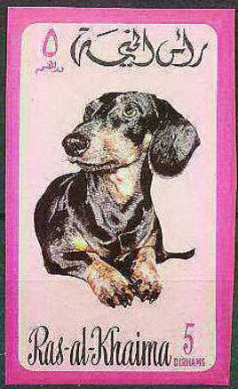 Dachshund (Canis lupus familiaris)
