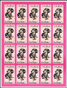 Full Pane, Dachshund (Canis lupus familiaris), Ras al Khaimah,  , Animals (Fauna), Dogs, Mammals