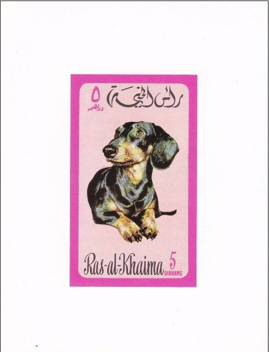 Dachshund (Canis lupus familiaris)