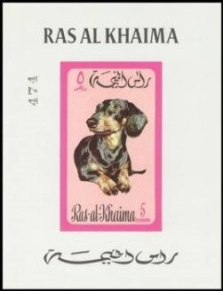 Dachshund (Canis lupus familiaris)