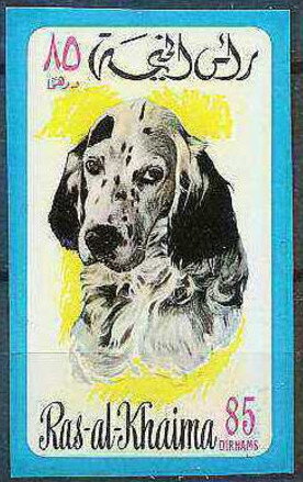 English Setter (Canis lupus familiaris)