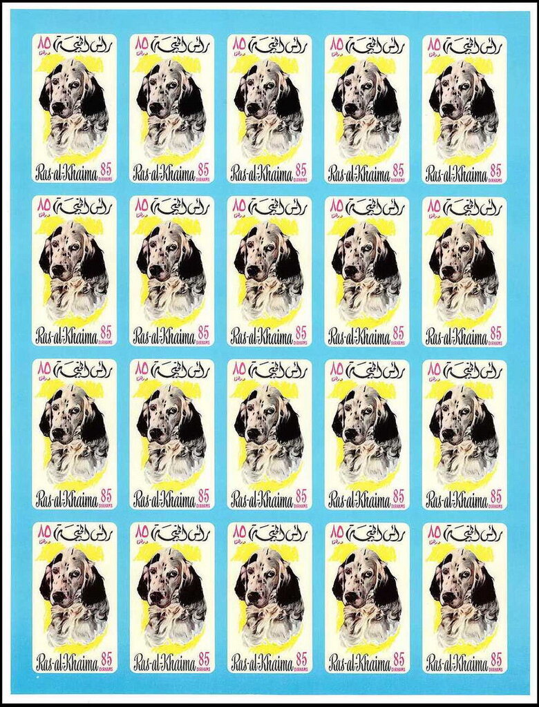 English Setter (Canis lupus familiaris)