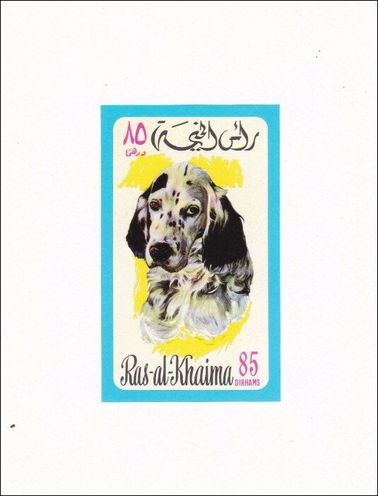 English Setter (Canis lupus familiaris)