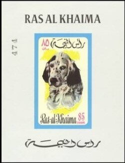 English Setter (Canis lupus familiaris)