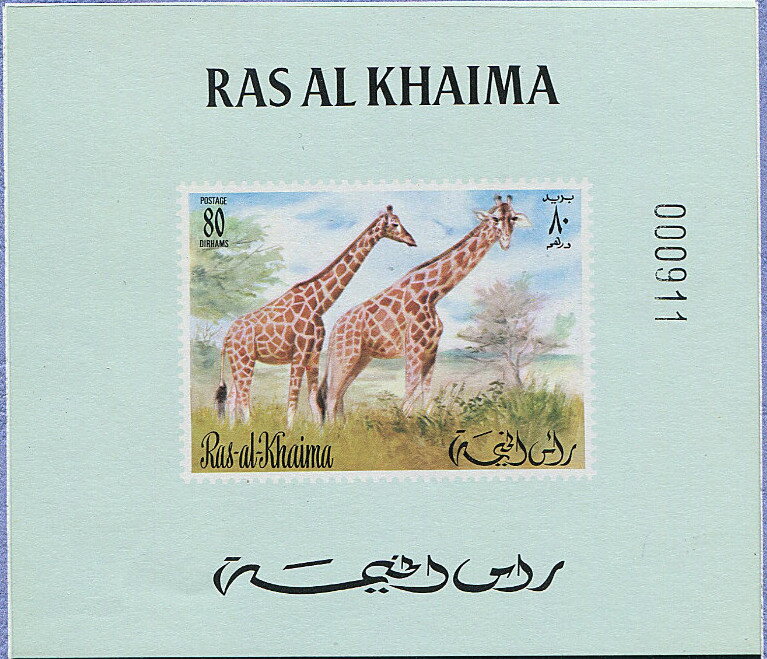 Giraffe (Giraffa camelopardalis)