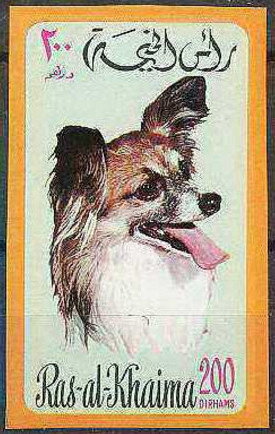 Papillon (Canis lupus familiaris)
