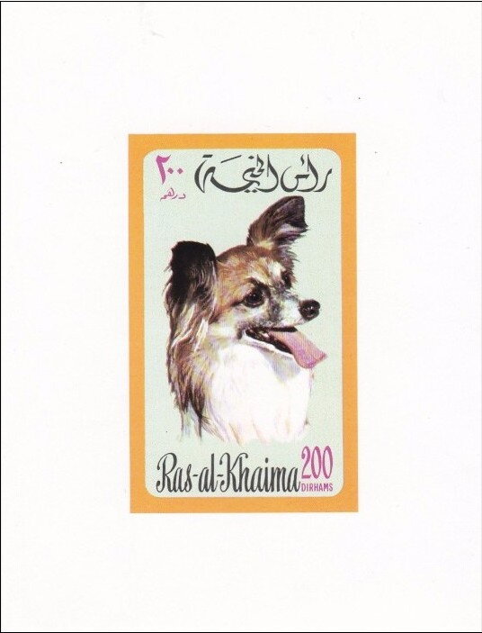 Papillon (Canis lupus familiaris)