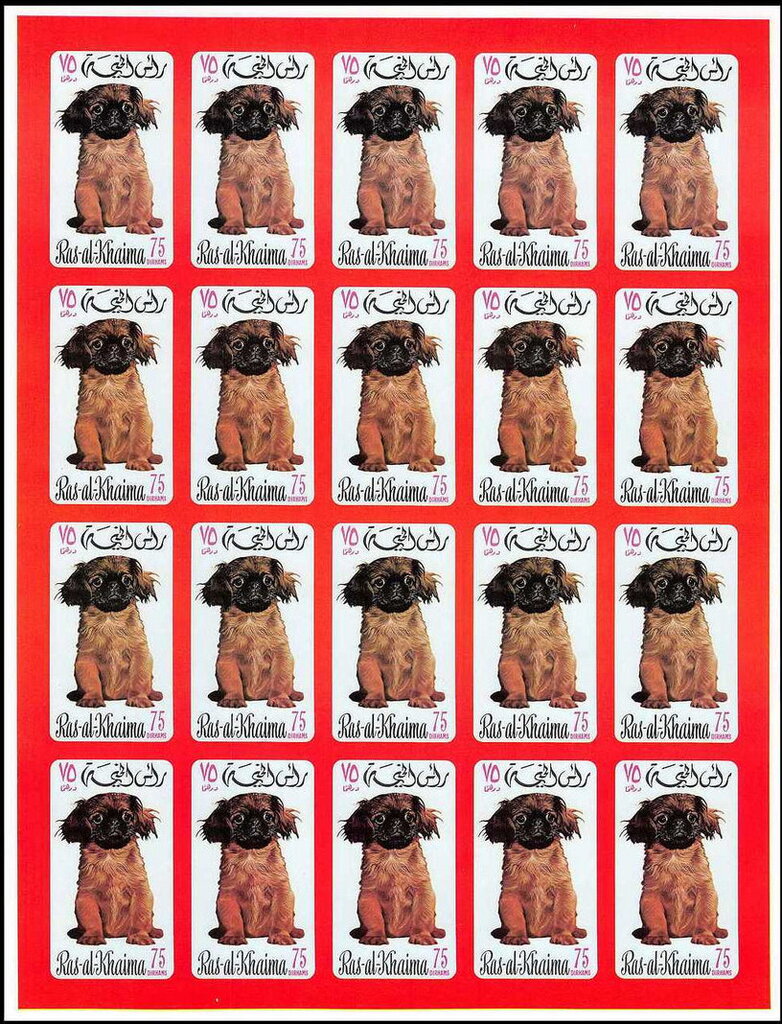 Pekinese (Canis lupus familiaris)