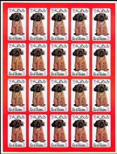Full Pane, Pekinese (Canis lupus familiaris), Ras al Khaimah,  , Animals (Fauna), Dogs, Mammals