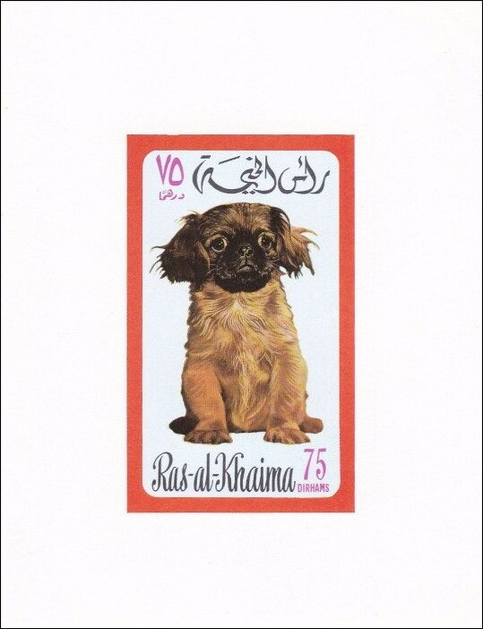 Pekinese (Canis lupus familiaris)