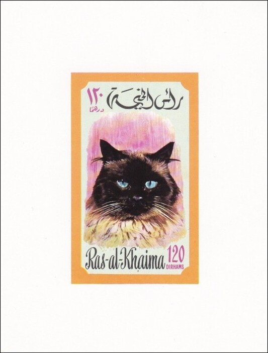 Persian (Felis silvestris catus)