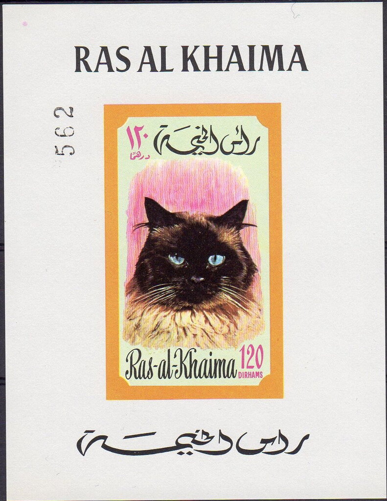 Persian (Felis silvestris catus)