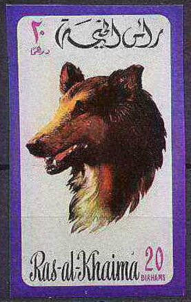 Rough Collie (Canis lupus familiaris)