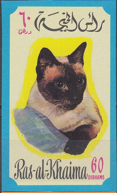 Siamese Cat (Felis silvestris catus)